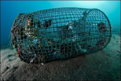 Si je vous dis « L'araignée s'y laisse prendre », vous répondez :