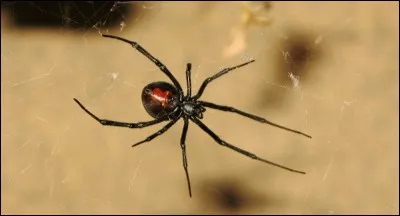 Si je vous dis « Araignée noire venimeuse », vous répondez :
