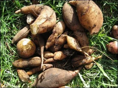 Si je vous dis « Au-dessus de l'araignée dans le buf », vous répondez :