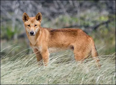 Si je vous dis « Avoir une araignée au plafond », vous répondez :