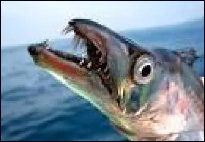 Ouvre- bouteille, c'est le...