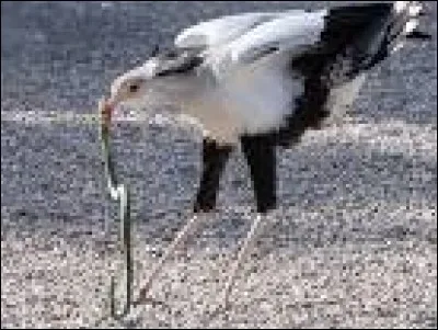 Si elle n'a pas quatre bras, lui peut avoir quatre pieds, c'est le...