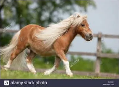 Quelle est cette race ?