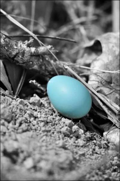Lequel de ces oiseaux pond des ufs de couleur bleu turquoise ?