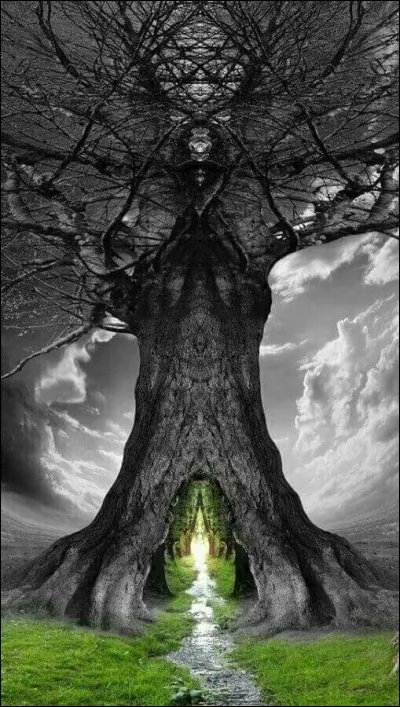 Lequel de ces arbres détient le record de l'arbre le plus gros du monde, avec 50 mètres de circonférence ?