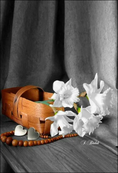 Les narcisses sont-ils des plantes toxiques ?