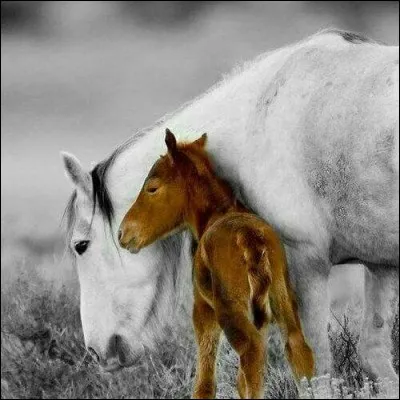 À quel âge le poulain prend-il le nom de yearling ?