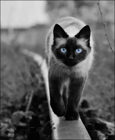 De quel pays le chat siamois est-il originaire ?