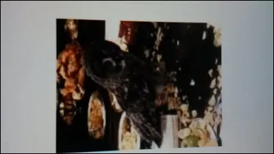 Comment s'appelle le hibou de Percy ?