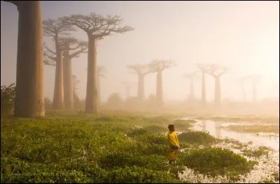 Une légende raconte que Dieu, pour punir cet arbre de son orgueil démesuré, décida de planter l'arbre majestueux à l'envers : ne trouvez-vous pas, en effet, que la cime feuillue de ces beaux arbres ressemble à des racines ?
Où faut-il aller pour trouver ce spécimen sacré, voire mythique, patrimoine le plus photographié de la grande île ?