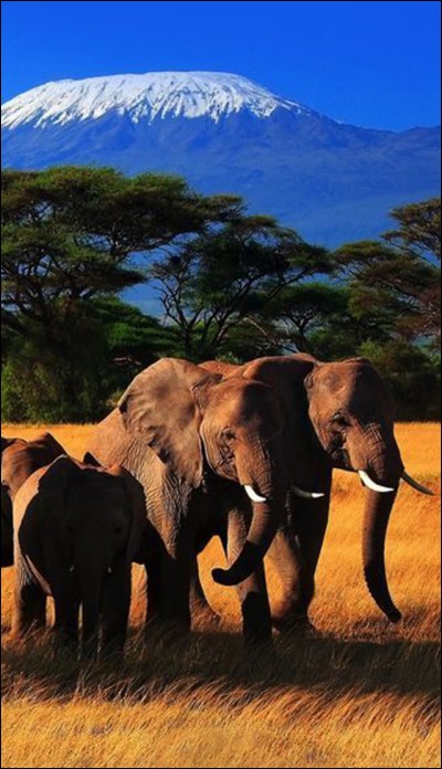 La photo montre des éléphants devant le Kilimandjaro, toit de l'Afrique. Le parc national d'Amboseli compte parmi les voyages-safaris les plus populaires : historiquement célèbre par les chasses d'Hemingway et du président Roosevelt. Les marécages abreuvés en eaux souterraines créent des oasis de vie, rendez-vous de la faune.
Où se situe ce parc qui offre un des paysages les plus emblématiques ?
