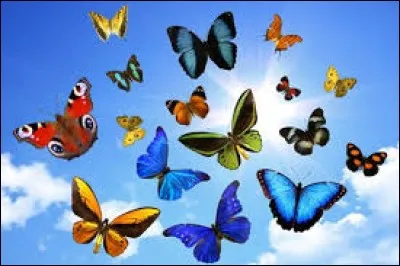 Complétez cette expression : "Avoir des papillons dans le...