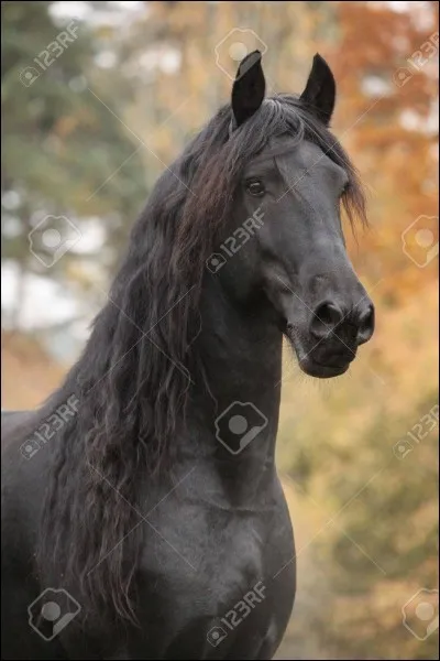 Quelle est cette race ?