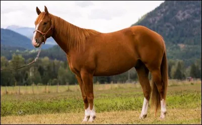 Laquelle de ces races ne correspond pas à un poney ?