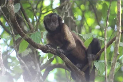 Palmipède à long bec droit, se nourrissant de poissons, on le rencontre l'hiver sur les côtes françaises !