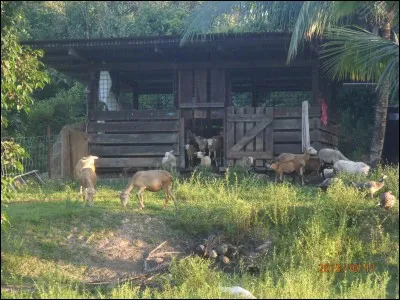 Filet tendu verticalement, utilisé pour prendre les oiseaux en vol !