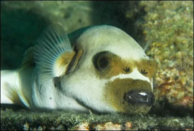 Il y a des poissons rares et communs dans "Minecraft".