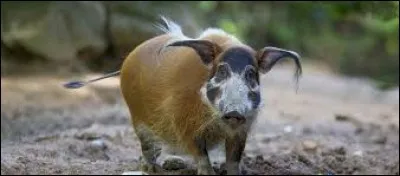 Quel est le nom de cet animal ?