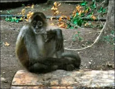 Ce singe d'Amérique du sud porte le nom ...