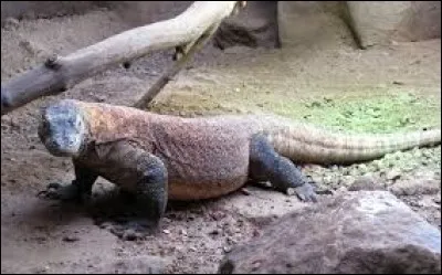 Quel est cet animal ?