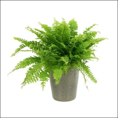 Quel est son nom français ?