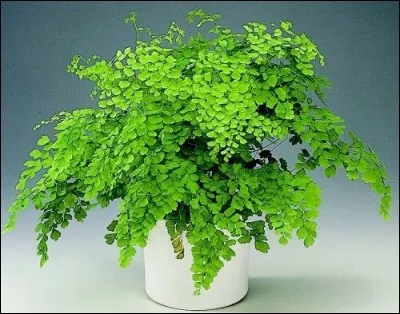 Quel est son nom latin ?