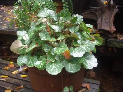 Quel est son nom latin ?