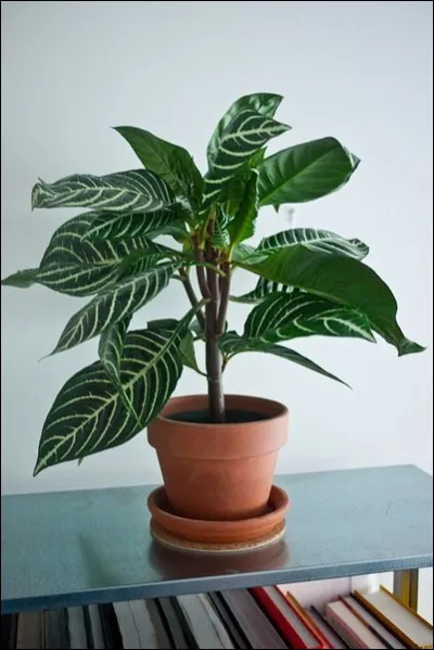 Quel est son nom latin ?