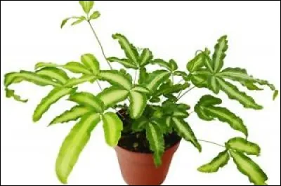 Quel est son nom latin ?