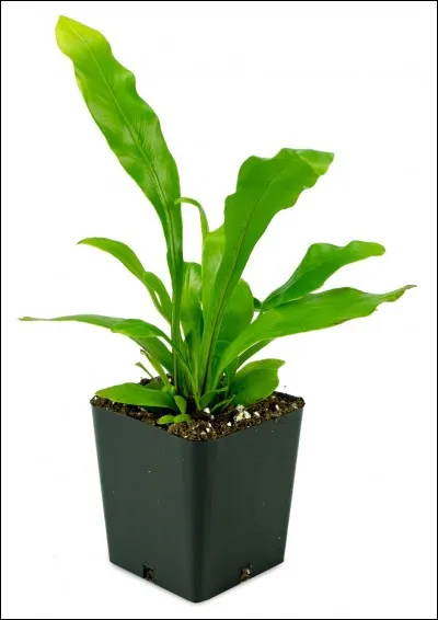 Quel est son nom latin ?