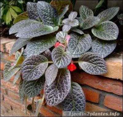 Quel est son nom latin ?