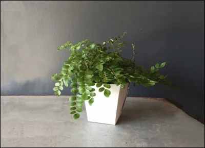 Quel est son nom latin ?