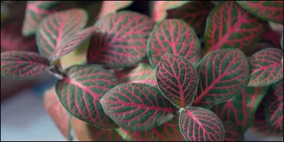 Quel est son nom latin ?