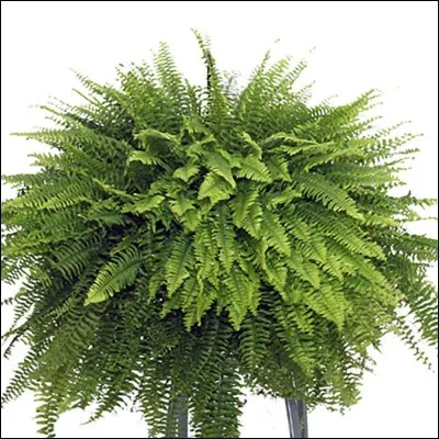 Quel est son nom latin ?