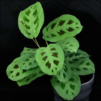 Quel est son nom latin ?