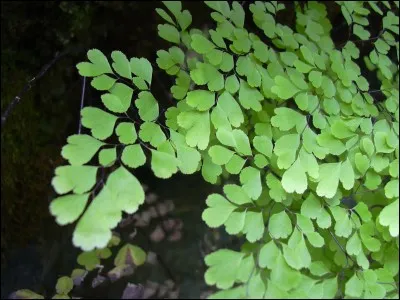 Quel est son substrat idéal ?