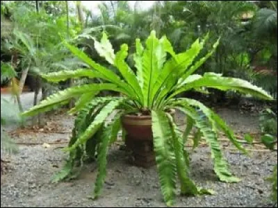 Quel est son besoin en luminosité ?