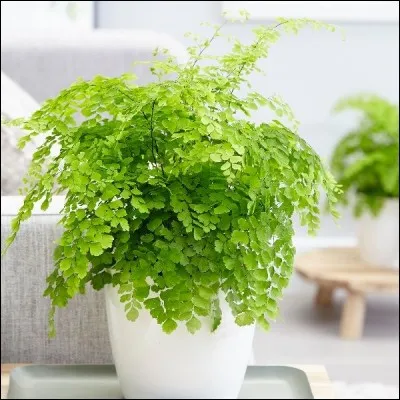 Quel est son nom français ?