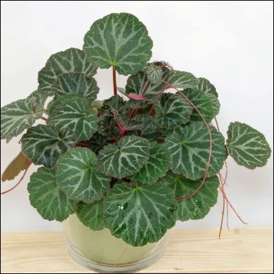 Quel est son nom français ?