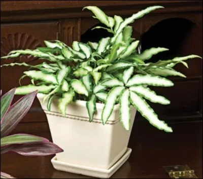 Quel est son nom français ?