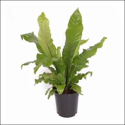 Quel est son nom français ?