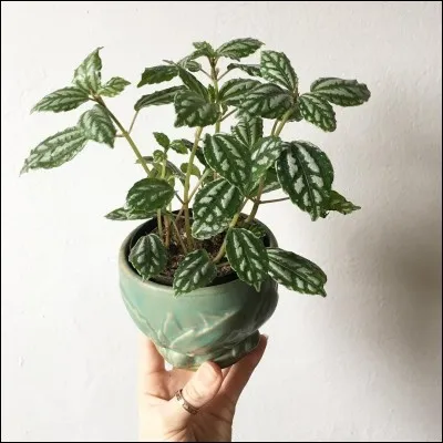 Quel est son nom français ?