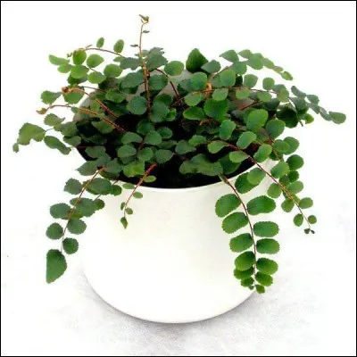 Quel est son nom français ?