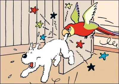 Dans ''Tintin au Congo'', comment s'appelle le perroquet qui mord la queue de Milou ?