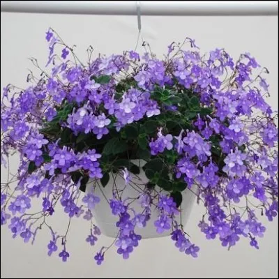 Quel est son nom latin ?