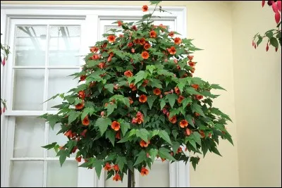 Quel est son nom latin ?