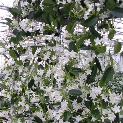 Quel est son nom latin ?