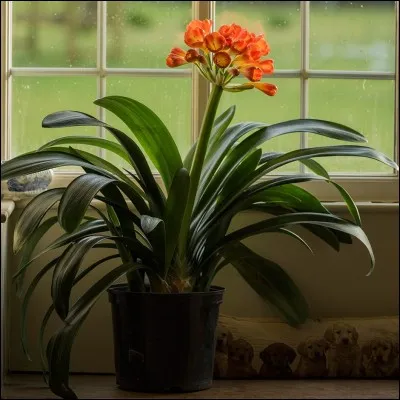 Quel est son nom latin ?