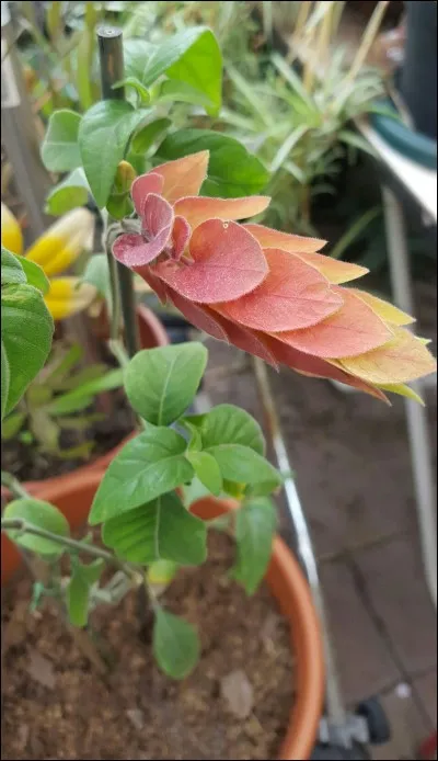 Quel est son nom latin ?