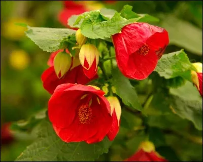 Quel est son besoin en luminosité ?